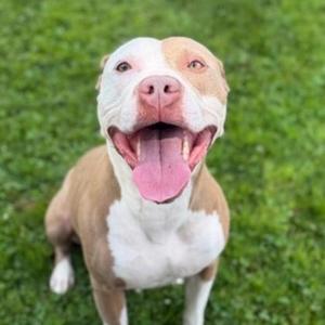 Onyx, Terrier, American Pit Bull, adult, available for adoption