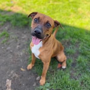 Georgie, Mixed Breed (Medium), adult, available for adoption