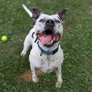 A happy white dog with black spots is standing on a grassy field, looking up with its mouth open and tongue out. It is wearing a blue collar and appears to be playing with a yellow tennis ball in the background.