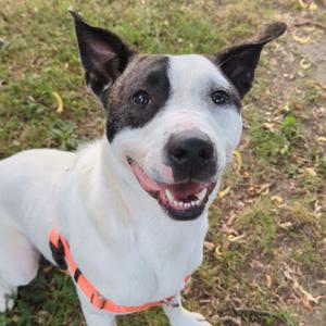 Morty, Mixed Breed (Large), adult, available for adoption