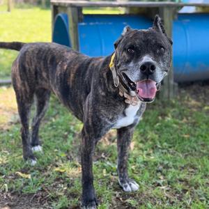Lily, Terrier, American Staffordshire, adult, available for adoption