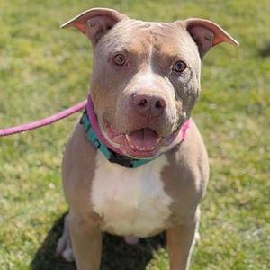 A brown and white dog with a pink collar and leash, sitting on grass.