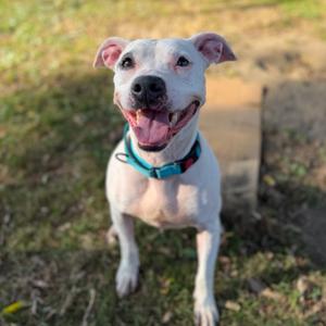 Emily, Mixed Breed (Medium), adult, available for adoption