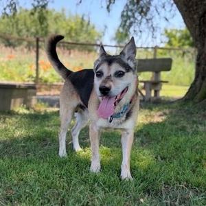 Frankie, Mixed Breed (Medium), adult, available for adoption