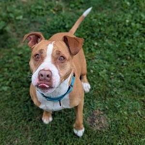 A brown and white dog with a blue collar standing on grass, looking up at the camera with its tongue out.