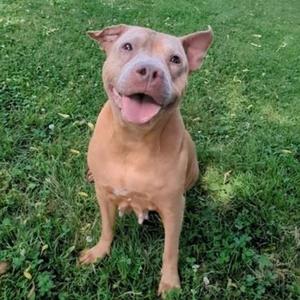 A brown dog sitting on grass with its mouth open and tongue out.