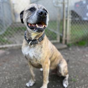 A brindle-colored dog with a black muzzle and a collar, sitting on a concrete surface with a chain-link fence in the background.