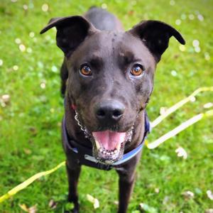 Angus (Gus), Mixed Breed (Large), adult, available for adoption