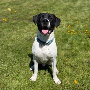 A black and white dog sitting on a grassy field with its tongue out.