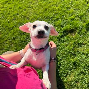 Cupcake, Beagle, adult, available for adoption