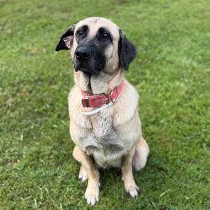 A dog sitting on grass, wearing a red collar.