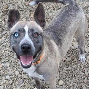 A happy dog with a blue eye and a brown eye, wearing an orange collar, standing on a gravel surface.
