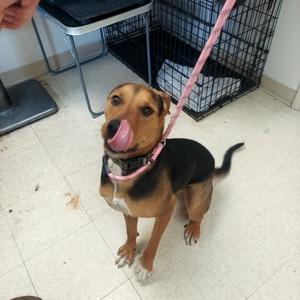 Hunter, Coonhound, young, available for adoption
