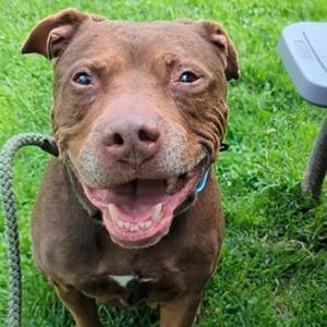 Meya, Mixed Breed (Medium), senior, available for adoption