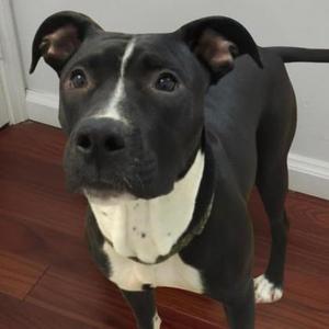 Omlette, Mixed Breed (Large), young, available for adoption