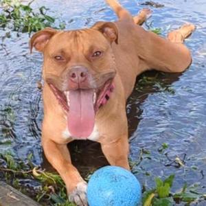 King, Terrier, American Pit Bull, adult, available for adoption