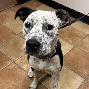 FWT Pepper, Terrier, Pit Bull, adult, available for adoption