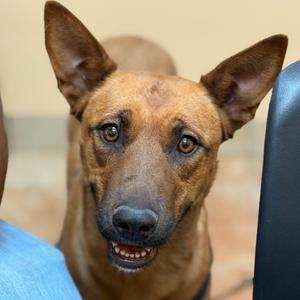 Bella, Shepherd, German, adult, available for adoption