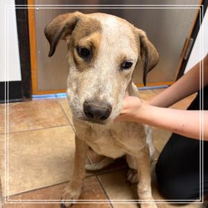 FWT Red, Cattle Dog, Australian (Red Heeler), available for adoption