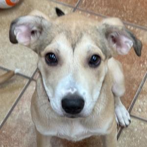 Gracie, Shepherd, puppy, available for adoption