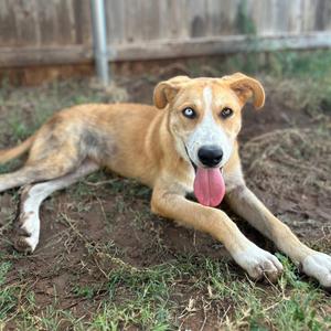 A brown and white dog lying on the ground with its tongue out, looking at the camera.