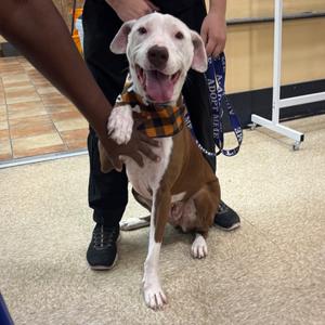 FWT Gardenia, Terrier, Pit Bull, adult, available for adoption