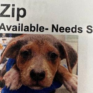 FWT Zip, Mixed Breed (Medium), puppy, available for adoption
