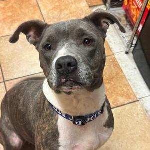 FWT Ruby, Mixed Breed (Large), adult, available for adoption
