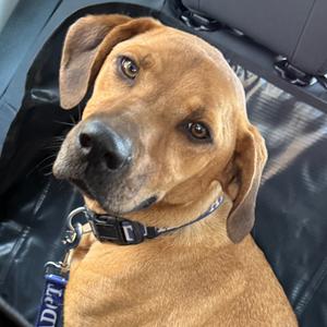 FWT Star, Retriever, Labrador, adult, available for adoption