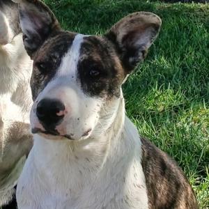 FWT Aggi, Mixed Breed (Medium), available for adoption