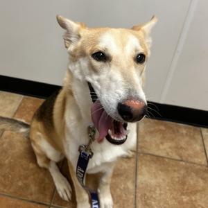 FWT Lillie (Sandy), Shepherd, available for adoption