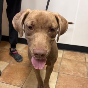 FWT Samson, Retriever, Chocolate Labrador, adult, available for adoption