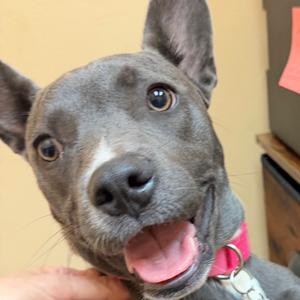 Lucy, Terrier, Pit Bull, available for adoption