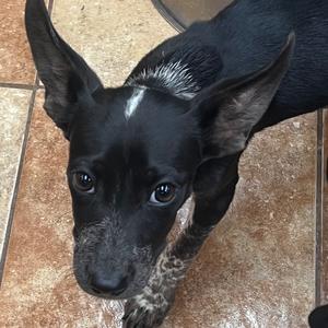 FWT Oreo, American Blue Heeler, puppy, available for adoption