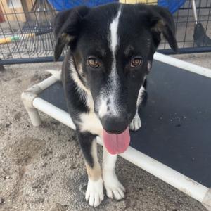 FWT Lil Bit, American Blue Heeler, available for adoption
