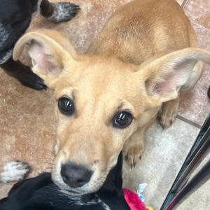 FWT Lady, Cattle Dog, Australian (Red Heeler), puppy, available for adoption