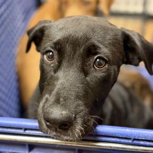 Dottie, Terrier, Pit Bull, puppy, available for adoption