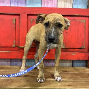 Fancy, Mixed Breed (Medium), available for adoption