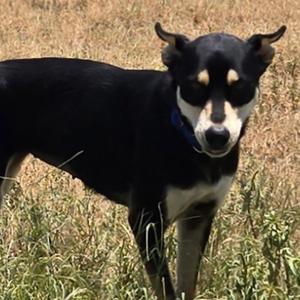 Lila, Shepherd, German, adult, available for adoption