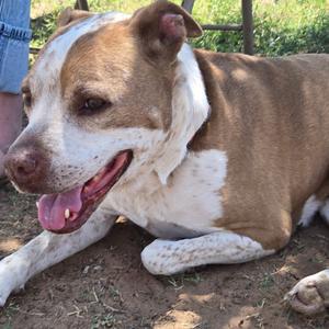 Miss Honey Baby, Cattle Dog, Australian (Red Heeler), senior, available for adoption