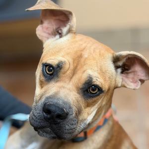 Coral, Mixed Breed (Medium), available for adoption