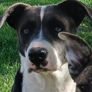 FWT Pressa, Mixed Breed (Medium), available for adoption