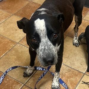 FWT Lyka, Mixed Breed (Medium), adult, available for adoption