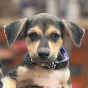FWT Slim, Mixed Breed (Medium), puppy, available for adoption