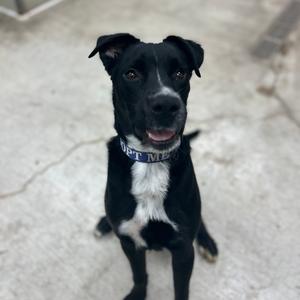 FWT Prince, Mixed Breed (Medium), available for adoption