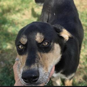 Faith, Mixed Breed (Medium), available for adoption