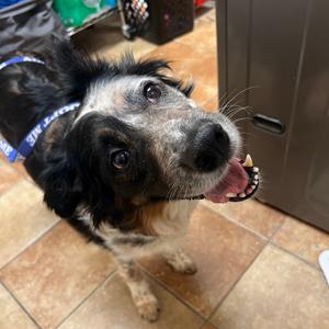 FWT Niki, Collie, Border, adult, available for adoption