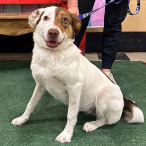 FWT Shenzi, Shepherd, Australian, adult, available for adoption