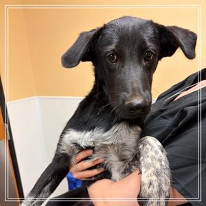 FWT Jet, Shepherd, German, available for adoption