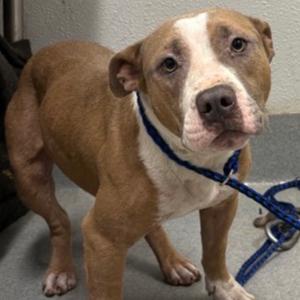 FWT Brandon, Terrier, Pit Bull, adult, available for adoption